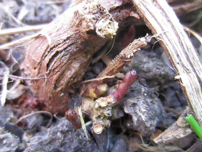 Houblon Première pousse de printemps Bière Masterclass
